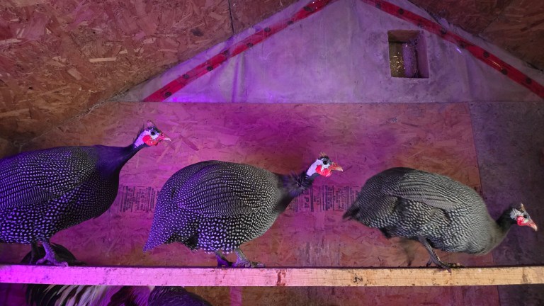 Lessons from the Coop